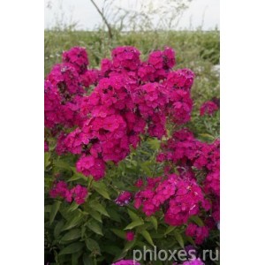 Флокс Phlox Ю.А.Репрев